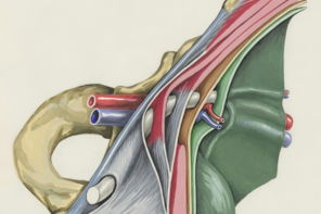 a drawing of a section of the human head